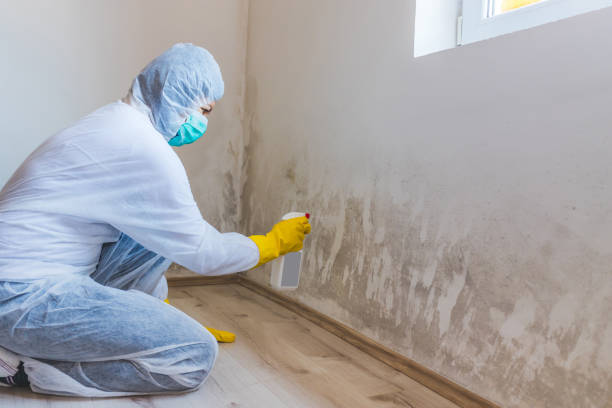 Mold Remediation specialist working in Plantation