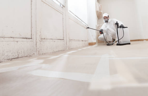 Black mold remediation team in Plantation